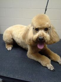Designate a Place for Grooming Your Pet at Home
