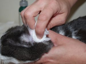 Cleaning a healthy ear- Take charge of your pet's stinky ears and chronic ear infections