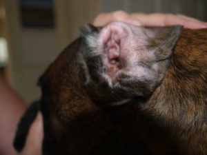 Cleaning a problem ear- Take charge of your pet's stinky ears and chronic ear infections