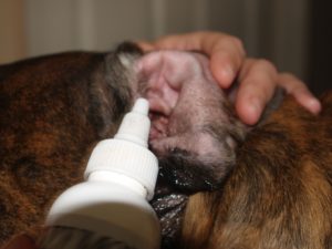 Cleaning a problem ear- Take charge of your pet's stinky ears and chronic ear infections