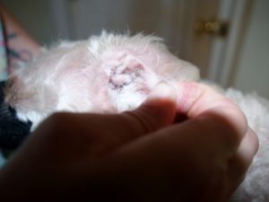 Remove hair from the ear canal- Take charge of your pet's stinky ears and chronic ear infections