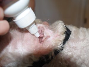 Remove hair and powder from the ear canal- Take charge of your pet's stinky ears and chronic ear infections