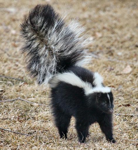 How to Remove Skunk Smell from a Dog In 5 Easy Steps