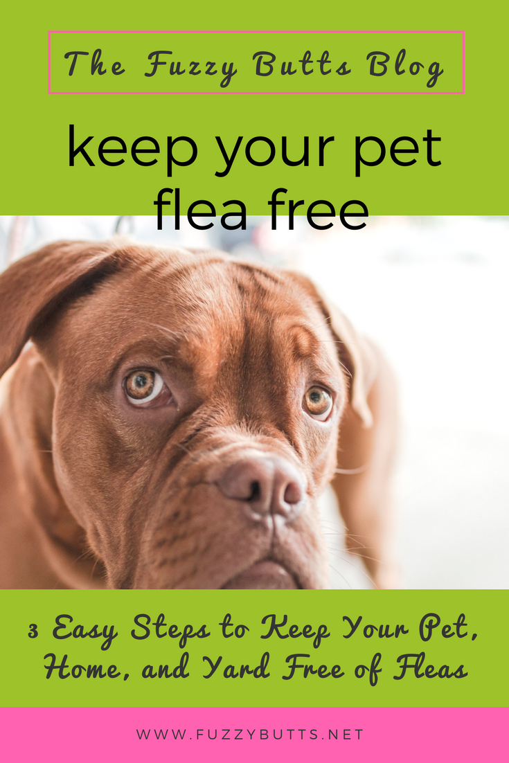 3 Easy Steps to Keep Your Pet and Home Free of Fleas