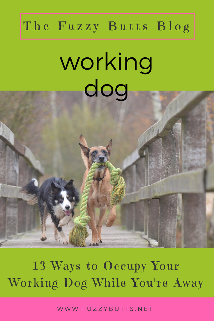 13 Ways to Occupy Your Working Dog While You're Away-The Fuzzy Butts Blog