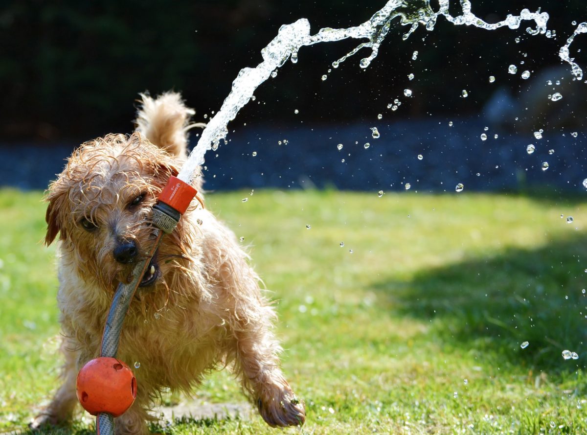 Boredom Busters for Dogs: The Best Toys to Entertain Your Pooch