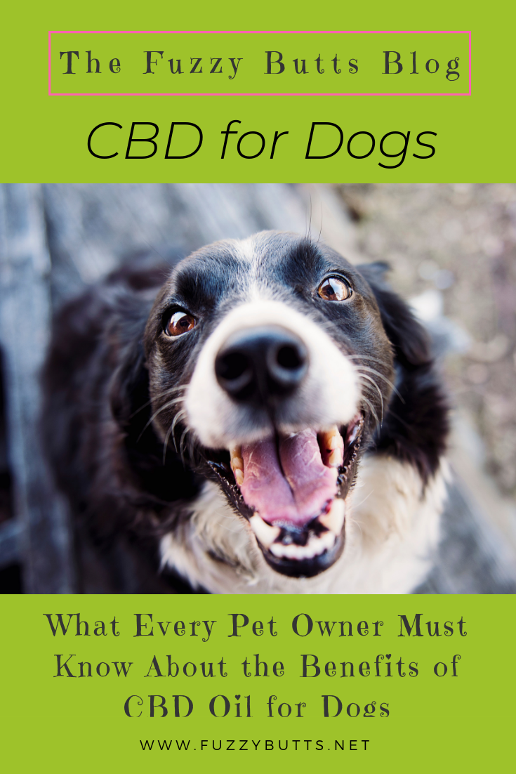CBD for Dogs: The Benefits of CBD Oil for Anxiety, Seizures, Chronic Pain & More